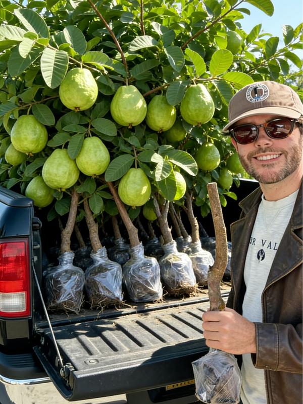 Heirloom Non-GMO Guava Tree Sapling | Live Fruit Plant for Potted, Greenhouse & Outdoor Gardens | Easy to Grow, Fast Fruiting, Ideal for Home Gardeners & Fruit Tree Enthusiasts-JY