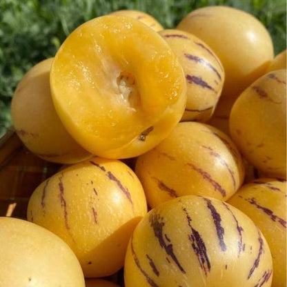 🍈✨The Ultimate Backyard Pepino Melon Seeds: Grow Exotic Sweet Fruits with Ease | High-Yield Garden Variety for Home Growers 🍈✨-JY