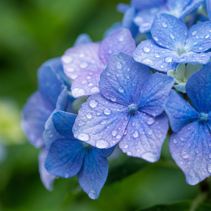 Don't buy flowers, grow a LEGACY! 🌸 Endless Summer Hydrangea: Blooms from Spring to Fall. 1s into a Fairy Tale Garden! 🌱✨