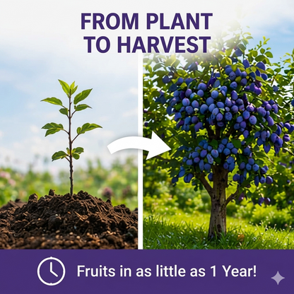 🍑🌱Top 1 Sales-Grow Easy Home Fruit – Sweet Plum Tree Seedling - Own Sweet Plums in Just 1 Year-III