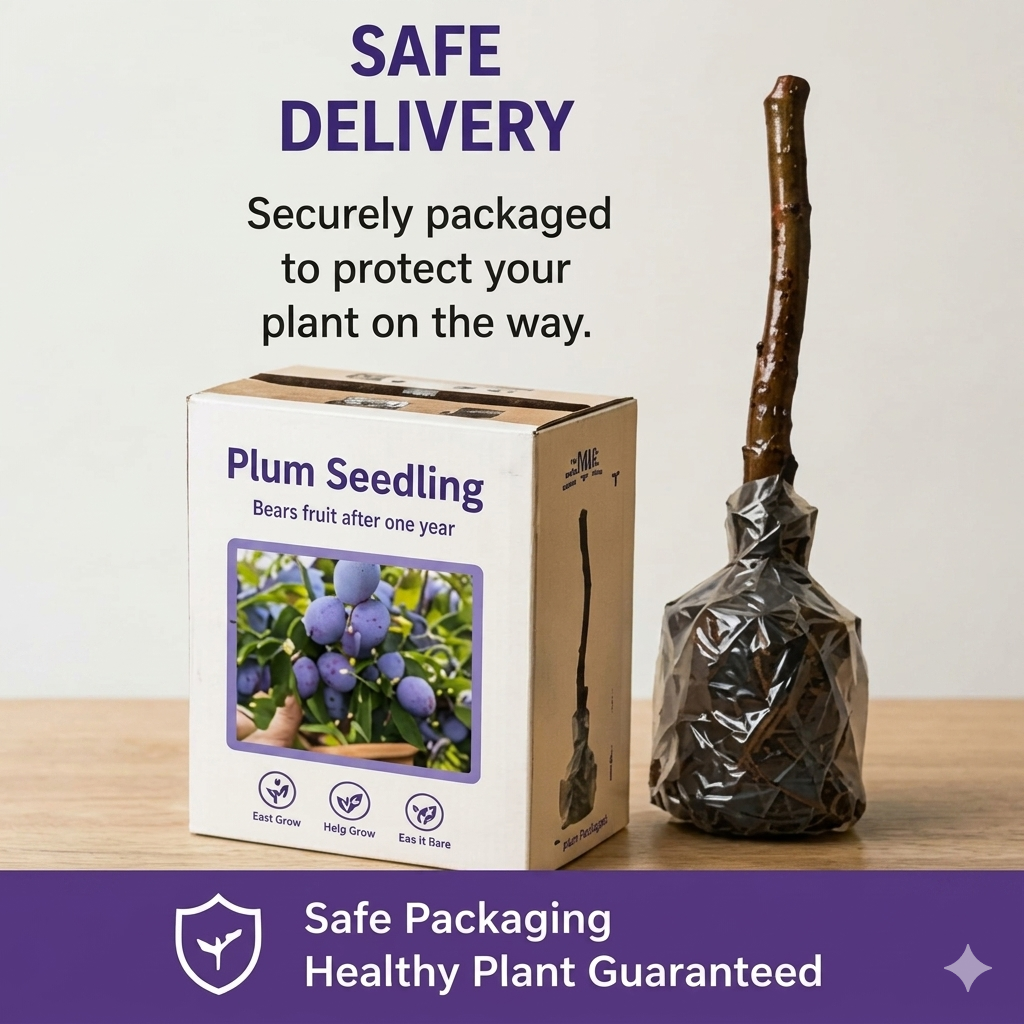 🍑🌱Top 1 Sales-Grow Easy Home Fruit – Sweet Plum Tree Seedling - Own Sweet Plums in Just 1 Year-III
