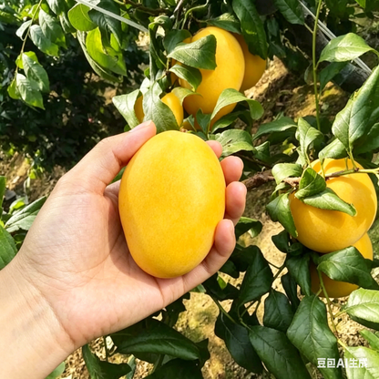 🌴 Ultimate Backyard Mango: Bringing Classic American Street Appeal | High-Yield Orchard-Grade Selection✨ - XLB