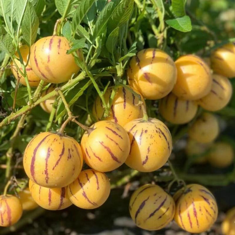 🍈✨The Ultimate Backyard Pepino Melon Seeds: Grow Exotic Sweet Fruits with Ease | High-Yield Garden Variety for Home Growers 🍈✨-JY