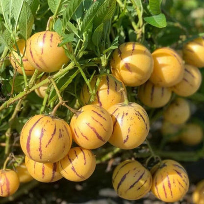 🍈✨The Ultimate Backyard Pepino Melon Seeds: Grow Exotic Sweet Fruits with Ease | High-Yield Garden Variety for Home Growers 🍈✨-JY