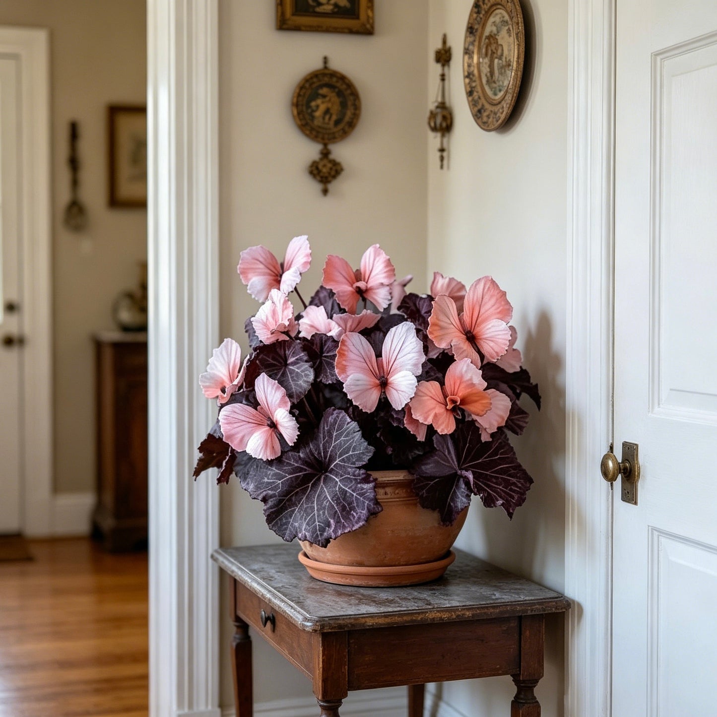 🦋Butterfly Begonia Seeds, 💐Rare Mixed Color Foliage Plant-XXS🦋