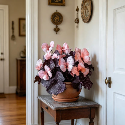 🦋Butterfly Begonia Seeds, 💐Rare Mixed Color Foliage Plant-XXS🦋