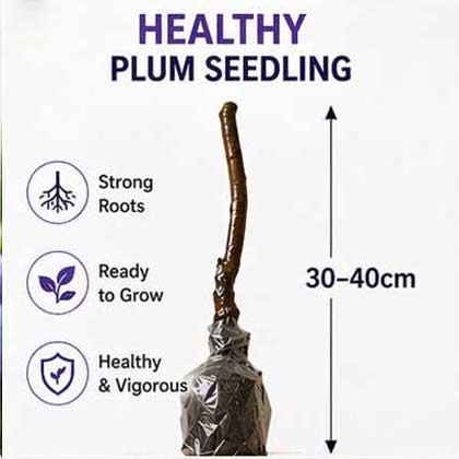 🍑🌱Top 1 Sales-Grow Easy Home Fruit – Sweet Plum Tree Seedling - Own Sweet Plums in Just 1 Year-III
