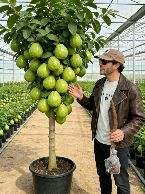 Heirloom Non-GMO Guava Tree Sapling | Live Fruit Plant for Potted, Greenhouse & Outdoor Gardens | Easy to Grow, Fast Fruiting, Ideal for Home Gardeners & Fruit Tree Enthusiasts-JY