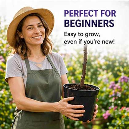 🍑🌱Top 1 Sales-Grow Easy Home Fruit – Sweet Plum Tree Seedling - Own Sweet Plums in Just 1 Year-III