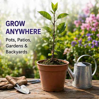 🍑🌱Top 1 Sales-Grow Easy Home Fruit – Sweet Plum Tree Seedling - Own Sweet Plums in Just 1 Year-III