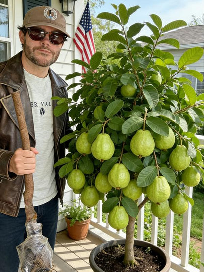 Heirloom Non-GMO Guava Tree Sapling | Live Fruit Plant for Potted, Greenhouse & Outdoor Gardens | Easy to Grow, Fast Fruiting, Ideal for Home Gardeners & Fruit Tree Enthusiasts-JY