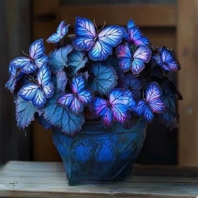 🦋Butterfly Begonia Seeds, 💐Rare Mixed Color Foliage Plant-XXS🦋