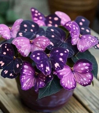 🦋Butterfly Begonia Seeds, 💐Rare Mixed Color Foliage Plant-XXS🦋