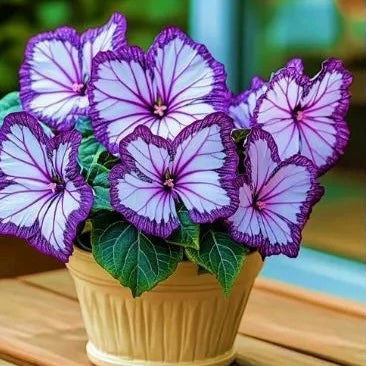 🦋Butterfly Begonia Seeds, 💐Rare Mixed Color Foliage Plant-XXS🦋