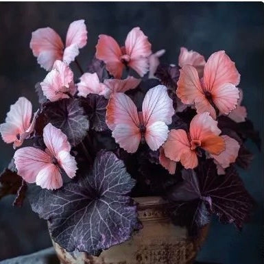 🦋Butterfly Begonia Seeds, 💐Rare Mixed Color Foliage Plant-XXS🦋