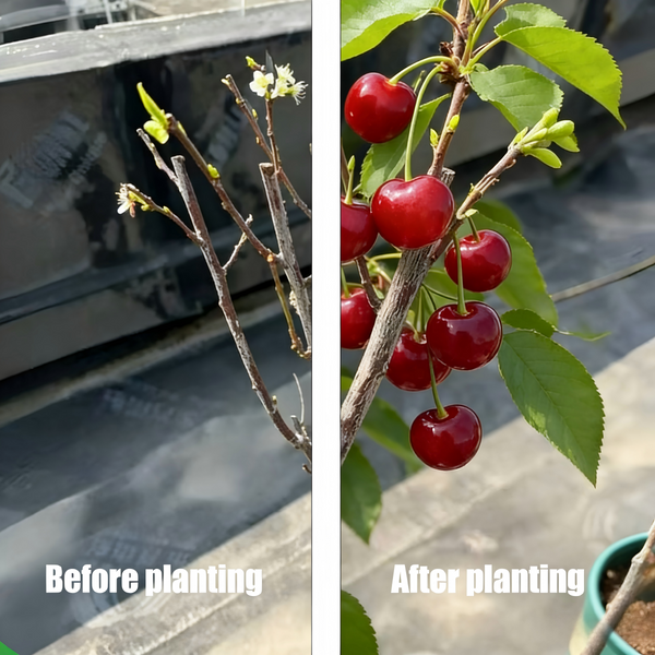 🍒✨The Ultimate Backyard Cherry Variety: Imparts Classic American Curb Appeal | High-Yield Orchard Grade Selection 🍒✨-JY