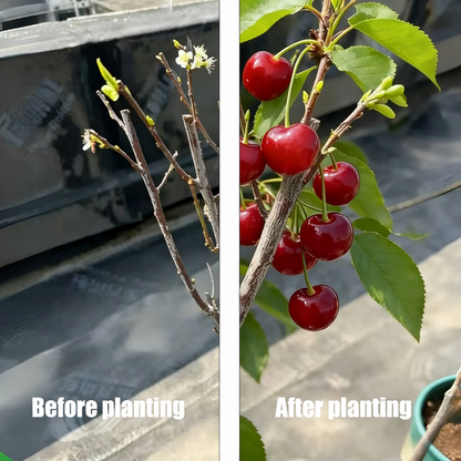 🍒✨The Ultimate Backyard Cherry Variety: Imparts Classic American Curb Appeal | High-Yield Orchard Grade Selection 🍒✨-JY