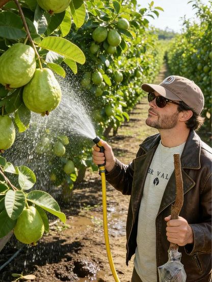 Heirloom Non-GMO Guava Tree Sapling | Live Fruit Plant for Potted, Greenhouse & Outdoor Gardens | Easy to Grow, Fast Fruiting, Ideal for Home Gardeners & Fruit Tree Enthusiasts-JY
