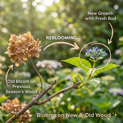 Don't buy flowers, grow a LEGACY! 🌸 Endless Summer Hydrangea: Blooms from Spring to Fall. 1s into a Fairy Tale Garden! 🌱✨