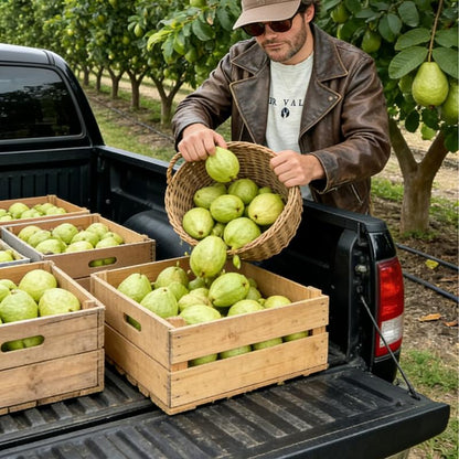 Heirloom Non-GMO Guava Tree Sapling | Live Fruit Plant for Potted, Greenhouse & Outdoor Gardens | Easy to Grow, Fast Fruiting, Ideal for Home Gardeners & Fruit Tree Enthusiasts-JY