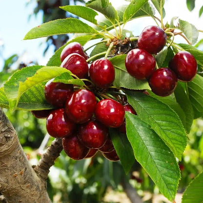 🍒✨The Ultimate Backyard Cherry Variety: Imparts Classic American Curb Appeal | High-Yield Orchard Grade Selection 🍒✨-JY