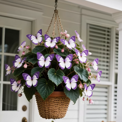 🦋Butterfly Begonia Seeds, 💐Rare Mixed Color Foliage Plant-XXS🦋